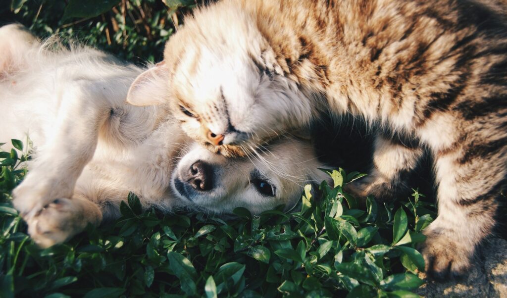 white dog and gray cat hugging each other on grass, why cats are better than dogs