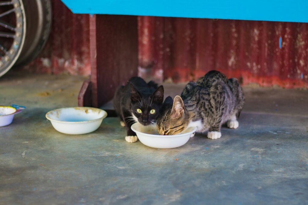 two gray and black cats eating food on white plastic cat bowl