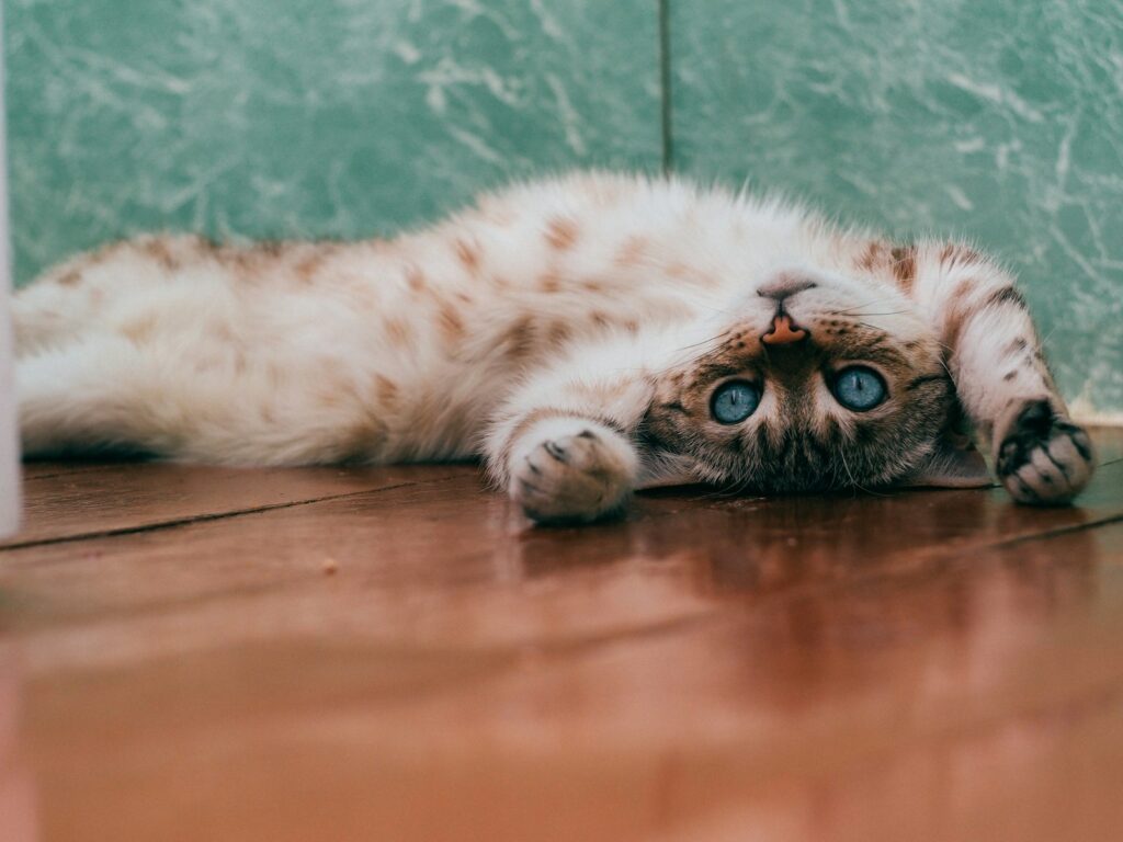 white and brown cat lying on brown wooden floor, laser pointers 