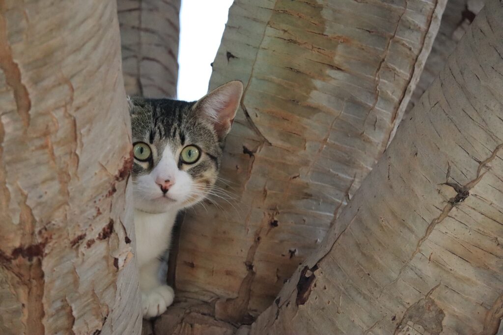 cat, tree, hiding