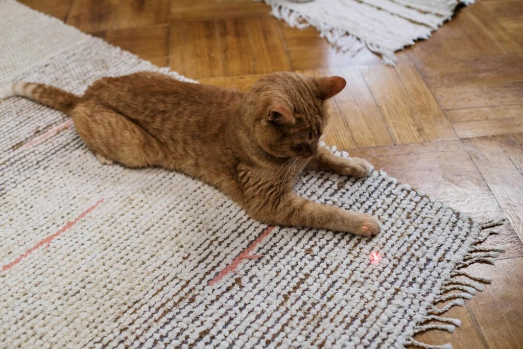 Orange Cat Playing with Laser Pointers for cats