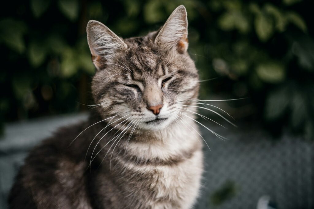 brown tabby stressed cat in tilt shift lens