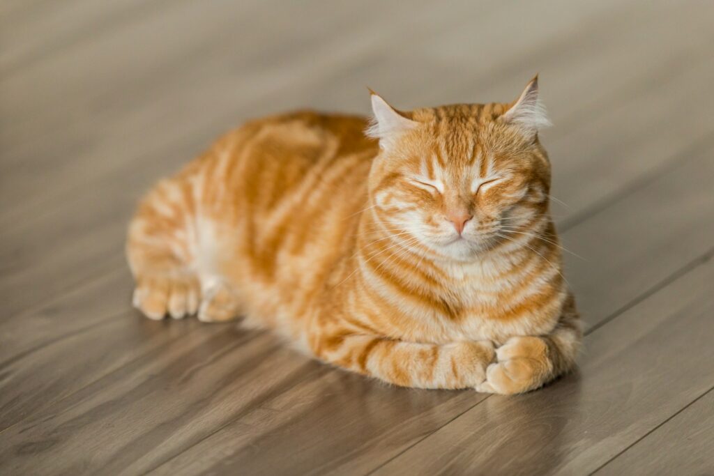 orange tabby cat rescue  on brown parquet floor
