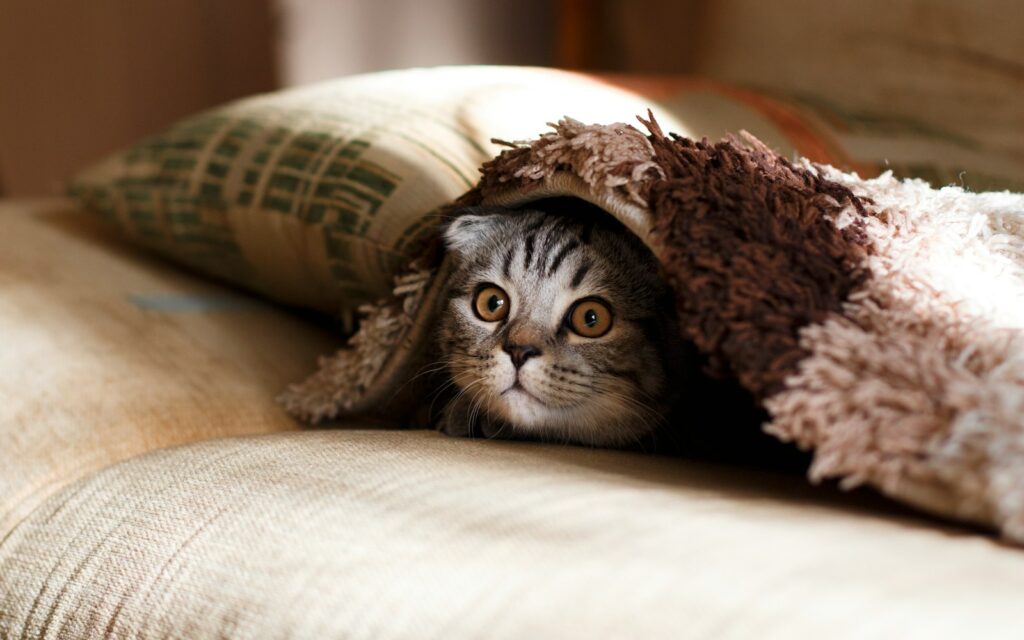 brown Scottish fold in brown thick-pile blanket, do cats sleep more in the winter 
