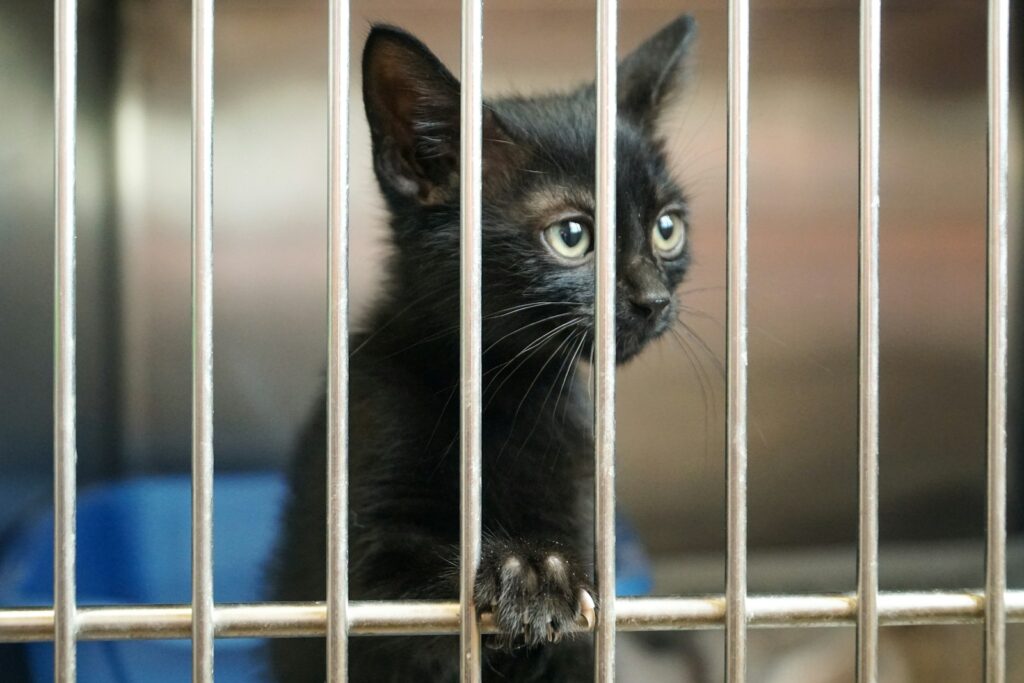 shallow focus photography of black kitten, rescue cat