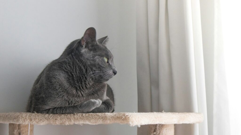 a gray cat sitting on top of a cat tree, do cats sleep more in the winter 