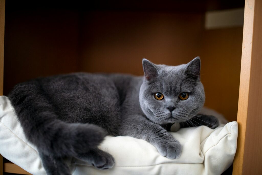 british shorthair cat lying on white textile, cats are better than dogs