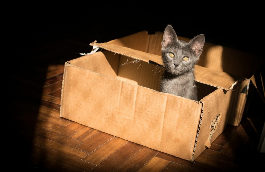 black stressed cat in brown cardboard box