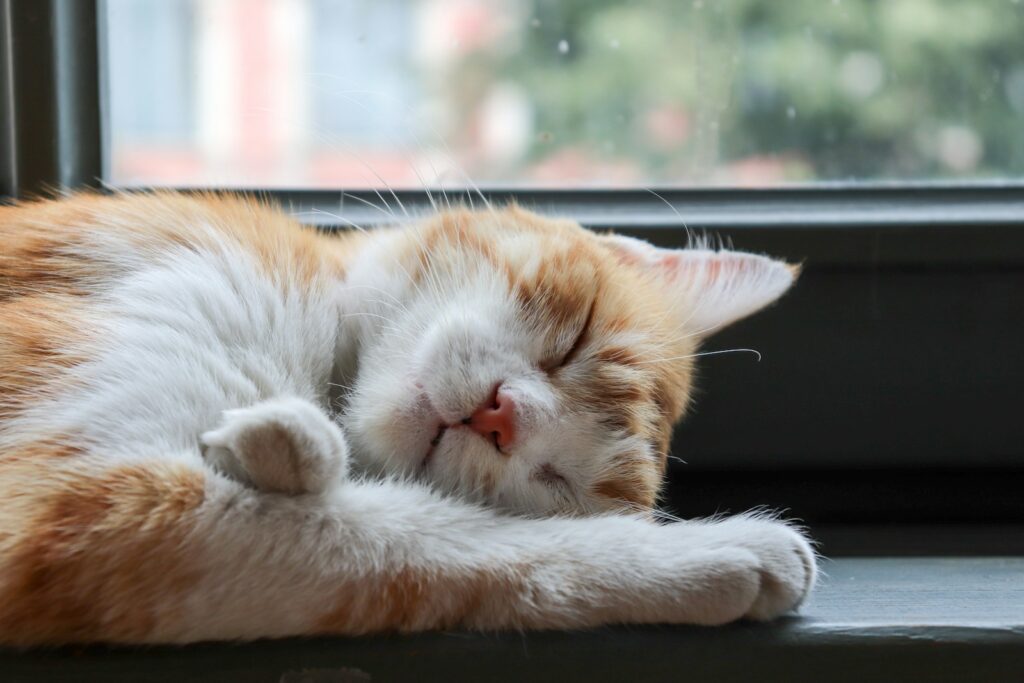 sleeping orange and white cat by window, do cats sleep more in the winter
