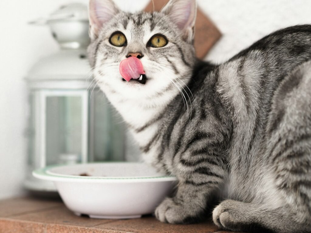 silver tabby cat in white ceramic cat bowl