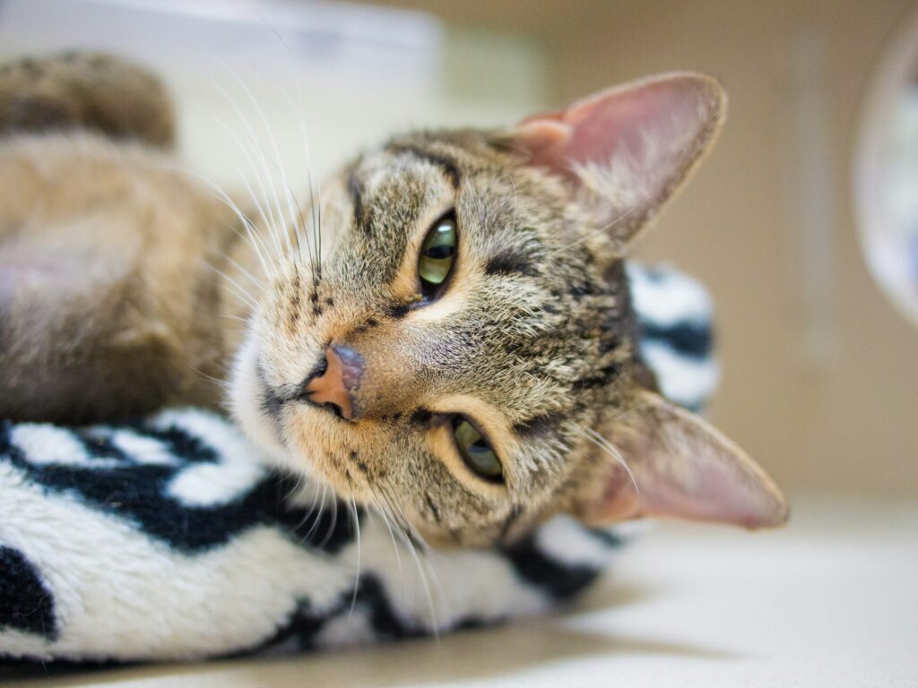 brown tabby cat lying on white and black textile, volunteering with animals 