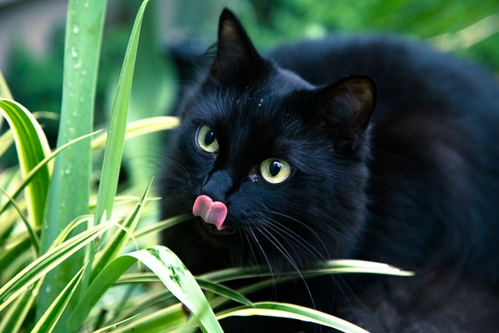 black cat rescue sticking its tongue out