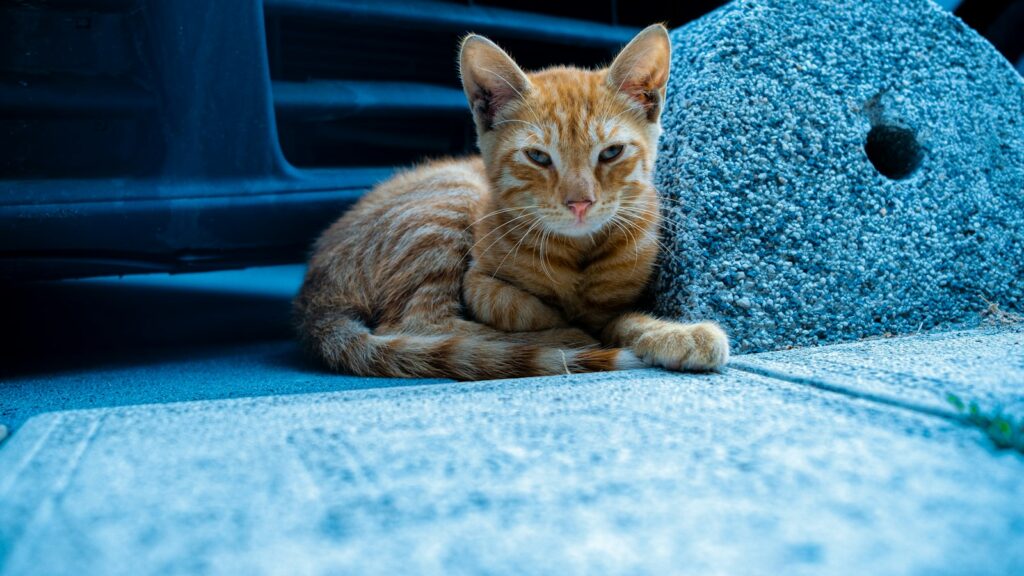an orange cat laying on the ground next to a rock