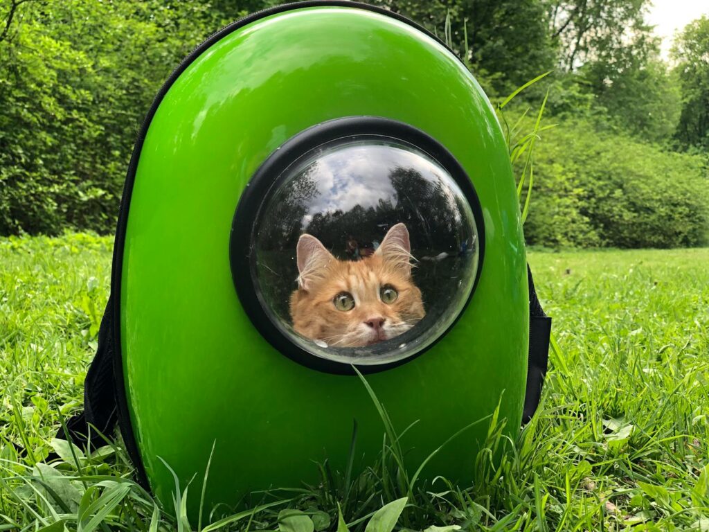 Photo of an Orange Tabby Cat in a Green Cat Carrier